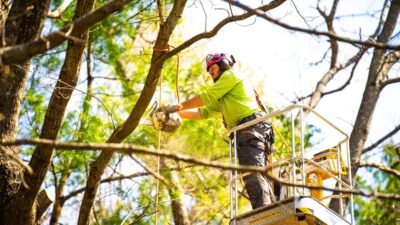 healthy tree care