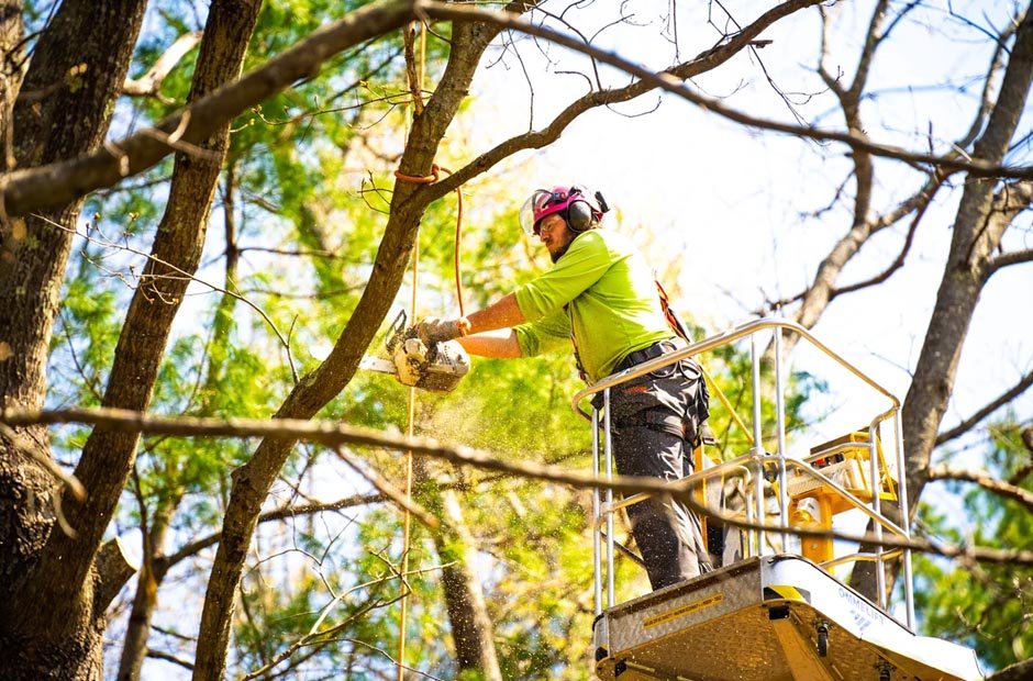 healthy tree care