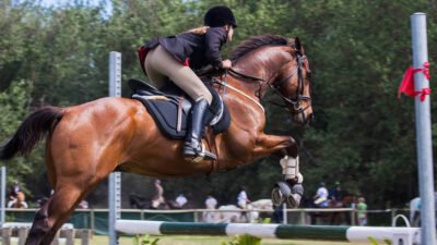 enhancing horse agility and focus through jumping exercises