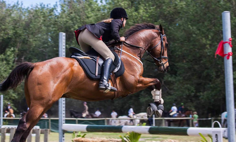 enhancing horse agility and focus through jumping exercises
