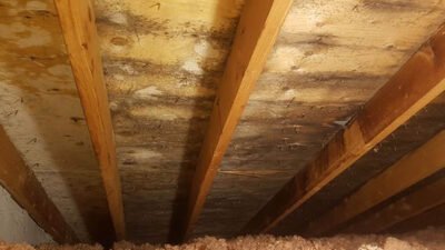 attic mold removal