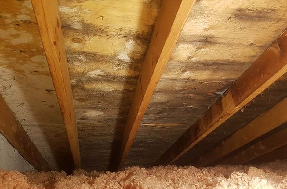 attic mold removal