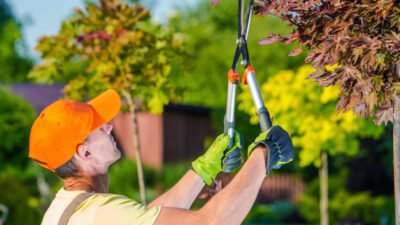 how tree services can enhance your property's curb appeal