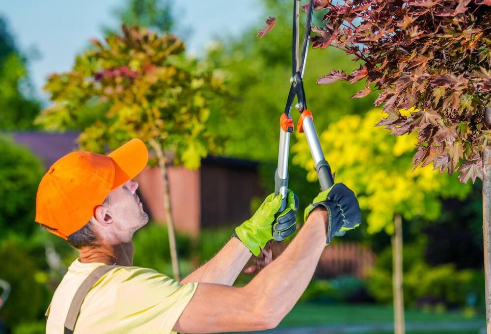 how tree services can enhance your property's curb appeal
