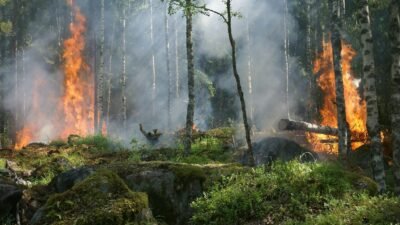 common causes of wildfires and what to do if you are a victim of one