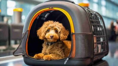 safe and stress free pet relocation tips