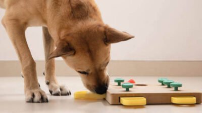 exploring different features and activities offered by dog daycare programs