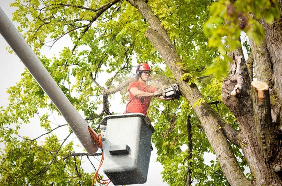 homeowners trust the good tree company