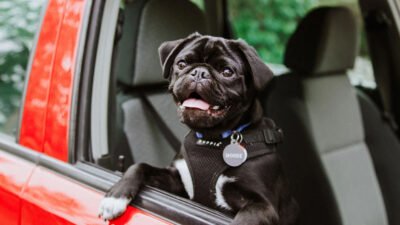 how do you prep your car and pet for a road trip