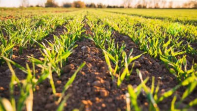 machinery is essential for australian business success