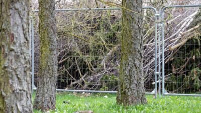 fence damage and landscaping