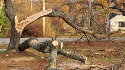 quick response to tree emergencies