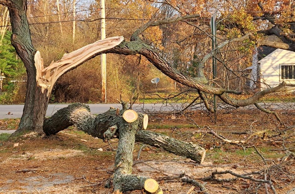 quick response to tree emergencies