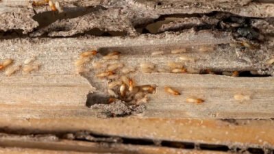 why termites are active year round