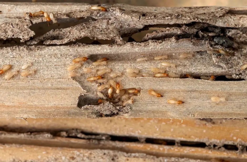why termites are active year round