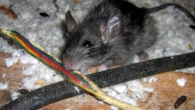 chewed wires behind walls can turn a small rodent problem into a safety risk (2)