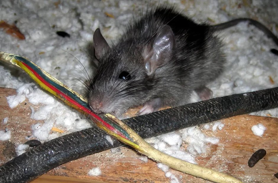 chewed wires behind walls can turn a small rodent problem into a safety risk (2)