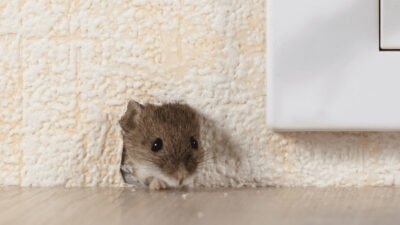 the tapping noise inside your walls that could mean rodents