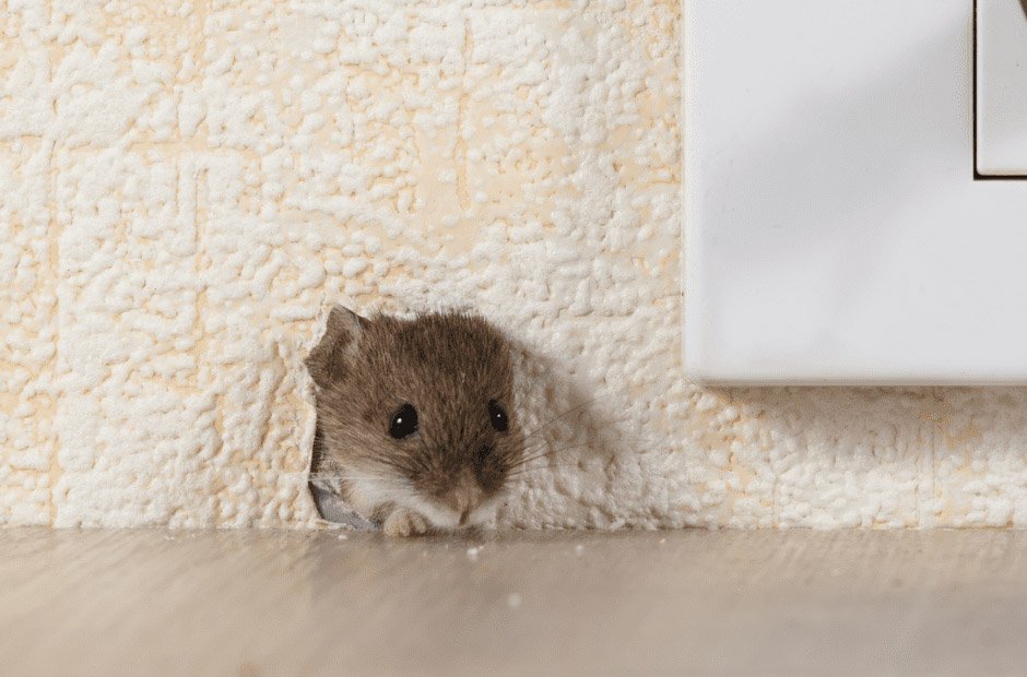 the tapping noise inside your walls that could mean rodents
