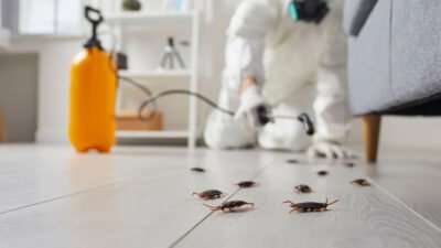 why ignoring early pest signs can lead to long term property damage