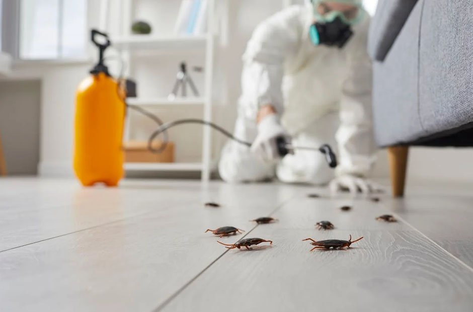 why ignoring early pest signs can lead to long term property damage