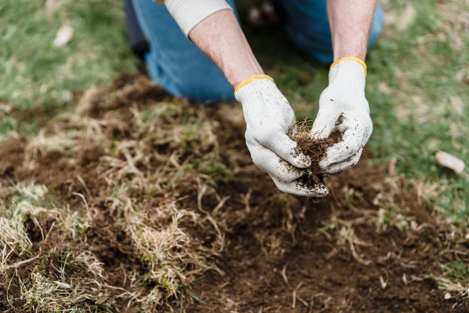 lawn renovation services near m how to compare process, pricing, and timing before you hire