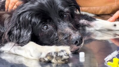 recognizing fluid overload during a cat or dog s hospital stay