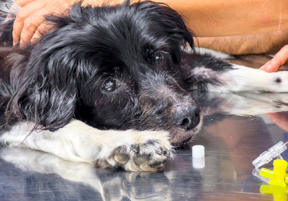 recognizing fluid overload during a cat or dog s hospital stay